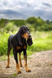 Black And Tan Coonhound Doberman Pinscher Mix Untitled Dog Breeds Dogs Coonhound