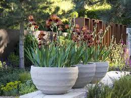 Are ceramic pots good for plants? Bearded Iris Beautiful Large Garden Pots Flower Pots Outdoor Large Flower Pots