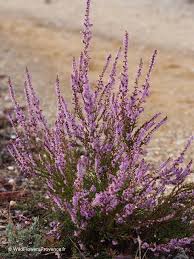 Image result for Calluna vulgaris