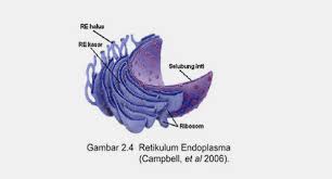 Maybe you would like to learn more about one of these? Organel Sel Hewan Struktur Dan Fungsi Lengkap Gambar