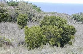 Image result for Maerua paniculata