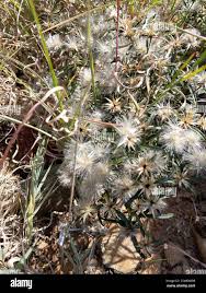 Image result for Dicoma anomala