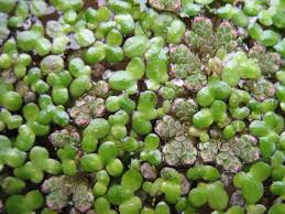 Image result for Azolla filiculoides