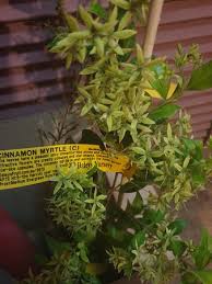 Check spelling or type a new query. Daleys Fruit Tree Nursery Picture Of Daleys Fruit Tree Nursery Kyogle Tripadvisor