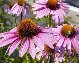 Image result for Echinacea purpurea `Magnus`