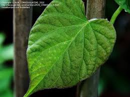 Image result for Ipomoea involucrata