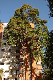 Image result for Cordia torrei