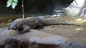 Learn about all the amazing animals in indonesia. Native Animals Of Indonesia Bali Safari Marine Park