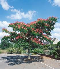 Albizia Ombrella 1 Pflanze Seidenbaum Pflanzen Tropische Garten