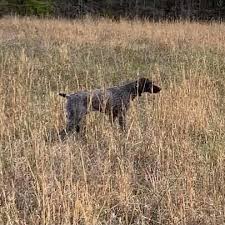 Because this dog has a hunting or retrieving instinct, especially inherited from. Luke S German Shorthaired Pointer Puppies Of Central Florida Photos Facebook