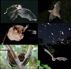 Typical bat noises and sounds that big brown bats make. Bat Wikipedia