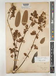 Image result for Anthonotha