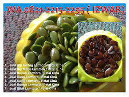 Khasiat petai lain ialah kemampuannya di dalam meningkatkan kekuatan tenaga minda. Wa 0821 2215 2295 Jual Kopi Campur Lamtoro Issuu