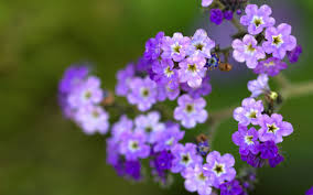 It can grow up to 12 inches or taller and produces purple flowers. Little Purple Flowers Wallpaper 1920x1200 30841