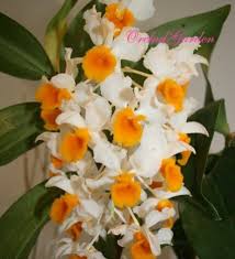 Image result for Microcoelia stolzii