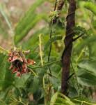 Image result for Aeschynomene pawekiae