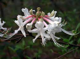 Wild Azaleas Greet The Spring With Breathtaking Beauty This Sweet Smelling Flower Also Called The Swa Wonderful Flowers Fragrant Plant Sweet Smelling Flowers