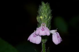 Image result for Justicia nyassana