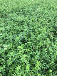 If you're looking for the best alfalfa supplements to buy this year, then you've come to the right place. Alfalfa Cisco Brand Cisco Farm Seed