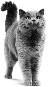 Britse Korthaar Royal Canin C