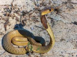 Cape Cobra Naja Nivea Snake African Cobra