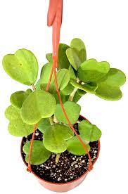 If sunlight gets too intense, you may put a sheer curtain in between to protect your hoya from scorching. 9 Greenbox Hoya Kerrii Sweatheart 15 2 Cm Pot Amazon De Garden