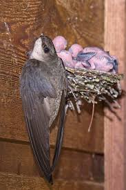 Chimney Swift Chaetura Pelagica Breeds In Much Of The Eastern Half Of The United States And The Southern Reaches Of Easte Swift Bird Pet Birds Nature Birds