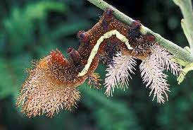 Caterpillars represent an important stage in the life cycle of butterflies and moths. A Saturniidae Moth Caterpillar Pics
