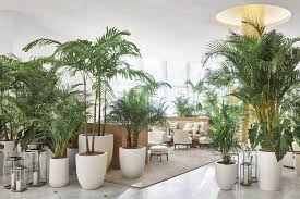 Check spelling or type a new query. How To Use Plants As Room Dividers Floresy Online