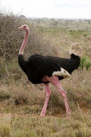 Birds That Cannot Fly Images Emu Pink động Vật