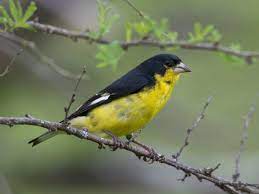 Walking in my neighborhood in the stone oak area of san antonio tx and i saw 2 green birds fly over me. Photos Central Texas Backyard Birds Austin 360 Austin Tx