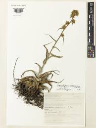 Image result for Equilabium masukense