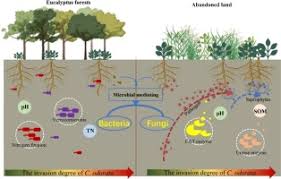 Image result for Microstegium fasciculatum