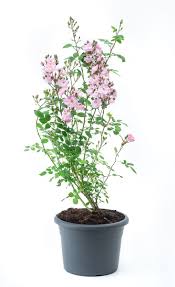 Kijk op onze website voor. Kletterrose Perennial Blush Rosa Perennial Blush Gunstig Online Kaufen