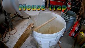 Mousetrap #rattrap #bucketmousetrap mouse trap. How To Make Bucket Rolling Log Mouse Trap Best Mouse Trap Ever Youtube