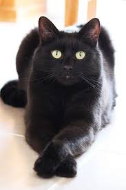 Big Black Cat Yellow Eyes Black Cats On Luv Pets Blog Pretty Cats Cats Kitty
