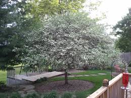 Thornless Hawthorne Hawthorne Garden Plants