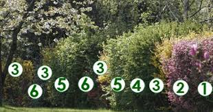 Une Haie Libre Et Fleurie Scenes De Jardins Idees Jardin Arbustes A Feuillage Persistant Jardins Champetres