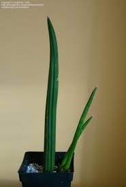 Image result for Sansevieria pearsonii
