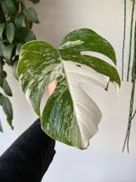 Maybe you would like to learn more about one of these? Plant Variegated Monstera Albo Variegata For Sale In Dublin 4 Dublin From Lya1981