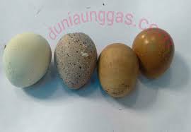 Cara membuat nugget ayam tidak lembek : Penyebab Kerabang Telur Putih Dan Lembek Dunia Unggas