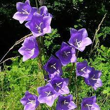 Campanula Harangvirag Campanula Flowers Name List Flower Names
