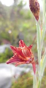 Image result for Gladiolus permeabilis