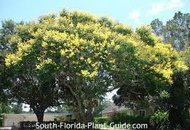 We did not find results for: Peltophorum Tree