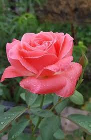 Pin By Angel Abel On Kviti In 2020 Beautiful Flowers Pretty Flowers Rose Flower
