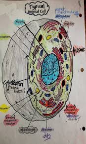 Talking concerning onion cell mitosis worksheet answers, we already collected various similar images to give you more ideas. Pin On Best Transportation Coloring Pages