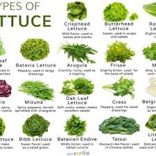 Image result for Lactuca imbricata