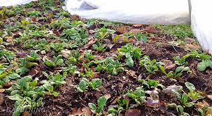 We did not find results for: Growing Winter Vegetables It S Easier Than You Think