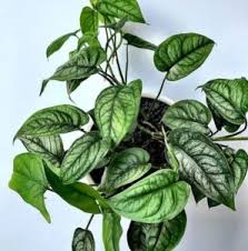 This listing is for a 4″ potted monstera siltepecana. Monstera Siltepecana Care Tips Best Kept Secrets