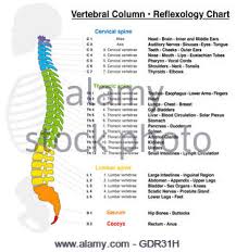 spine column reflexology chart vertebral column with names